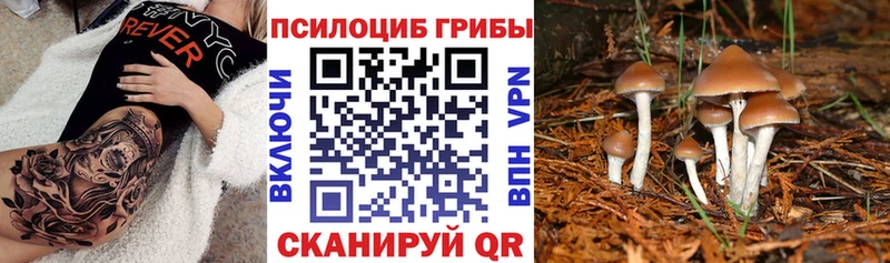 Галлюциногенные грибы Psilocybine cubensis darknet состав Гаджиево блэк спрут ссылки